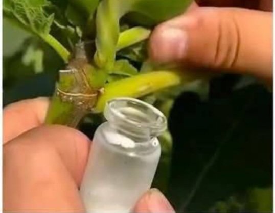 30 Amazing Benefits of Lactuca serriola (Wild Lettuce)