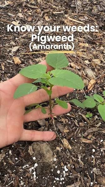 Unveiling the Amazing Health Benefits of Pigweed A Hidden